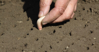 Jesensko sajenje strokov česna