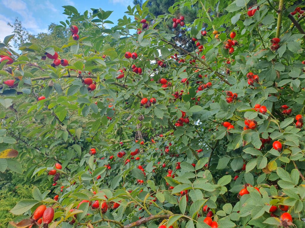 Veliki grm šipka s plodovi v drugi polovici avgusta.