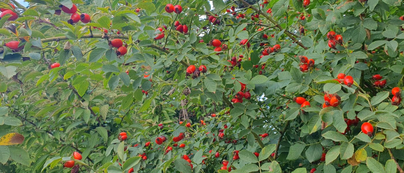 Veliki grm šipka s plodovi v drugi polovici avgusta.