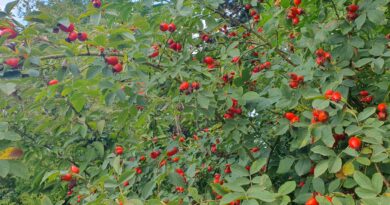 Veliki grm šipka s plodovi v drugi polovici avgusta.