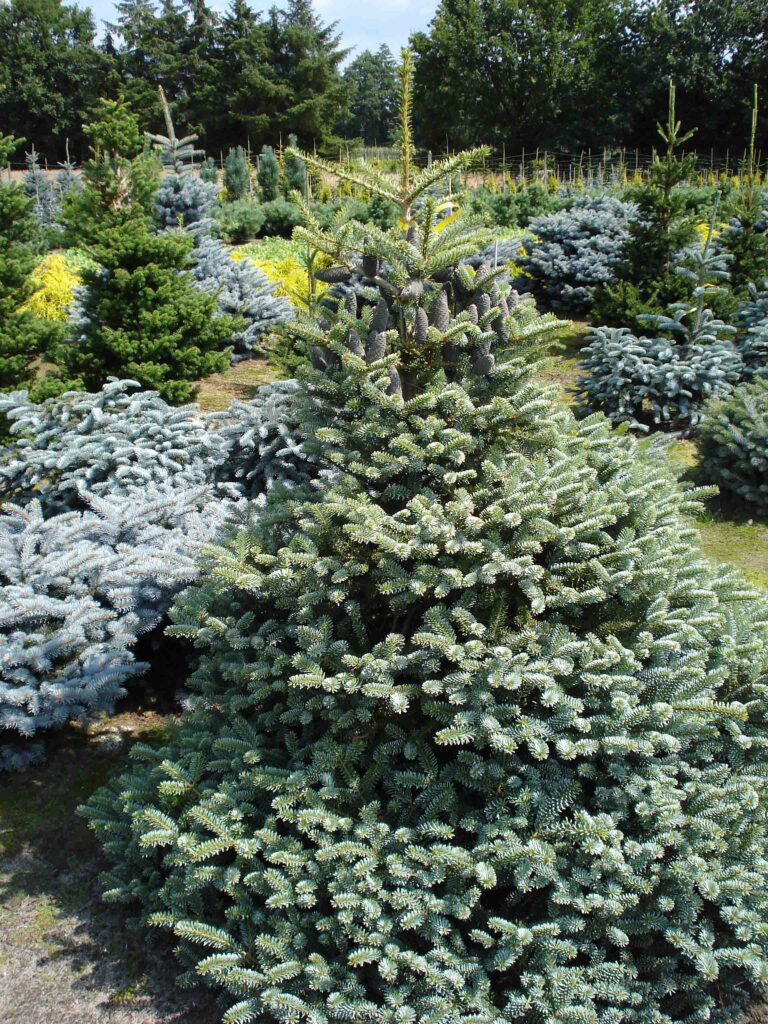 Smreka, srebrna (Picea pungens) 'Glauca'