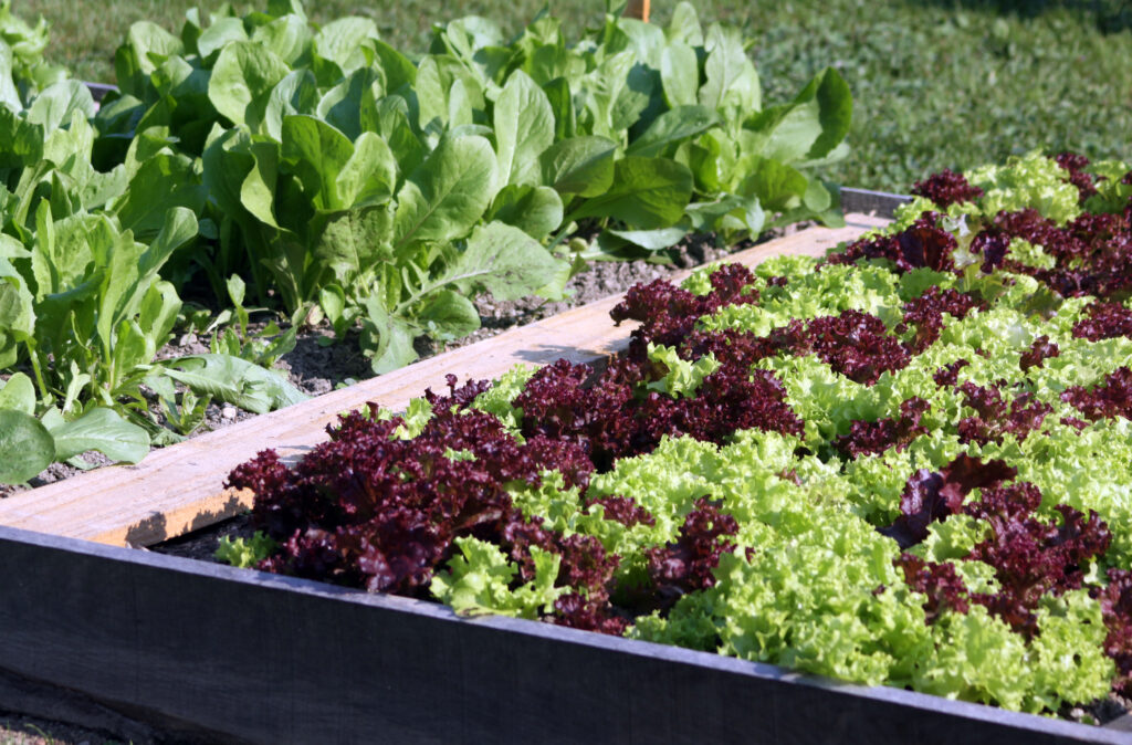 Solata berivka v zgodnji jeseni na solatni gredi