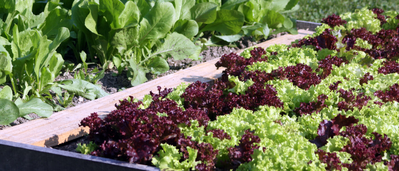 Solata berivka v zgodnji jeseni na solatni gredi