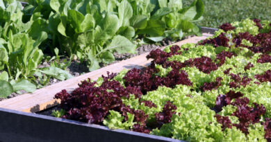 Solata berivka v zgodnji jeseni na solatni gredi