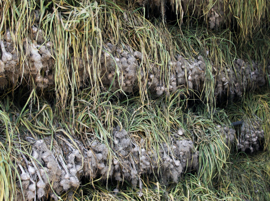 Sušenje ćesna po pobiranju iz vrta v šopih.