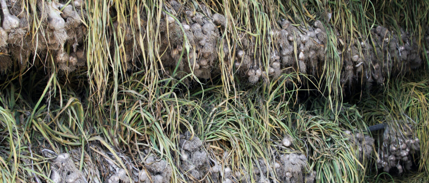 Sušenje ćesna po pobiranju iz vrta v šopih.