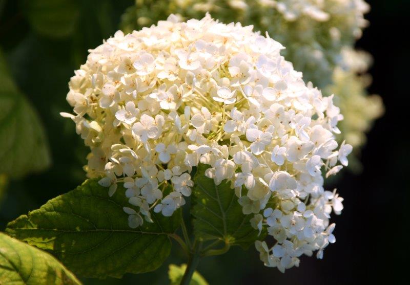 Velecvetna virginska hortenzija (Hydrangea arborescens), prezimna vrsta, cveti pozno poleti s sterilnimi belimi cvetovi