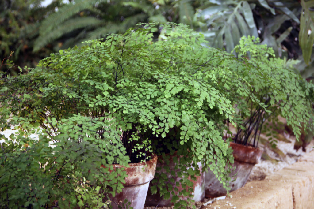 Venerini laski (Adiantum capillus veneris)
