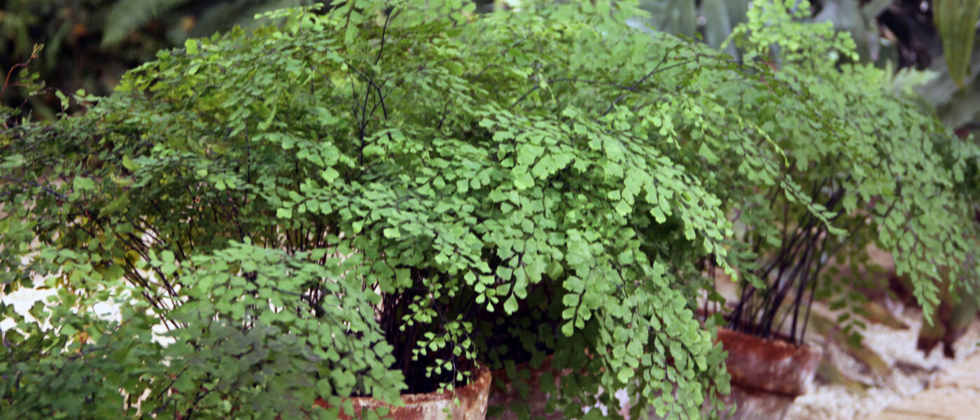 Venerini laski (Adiantum capillus veneris)