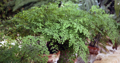 Venerini laski (Adiantum capillus veneris)