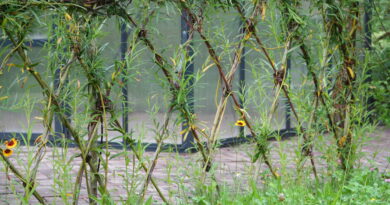 Vrtna ograja iz poganjkov vrbe