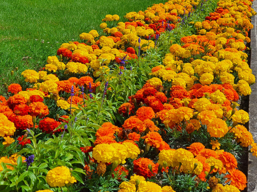 Žametnice – barvit okras in naravna zaščita vrta
