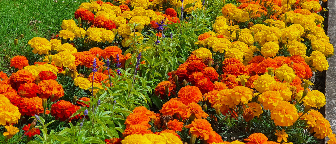 Žametnice – barvit okras in naravna zaščita vrta