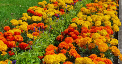 Žametnice – barvit okras in naravna zaščita vrta