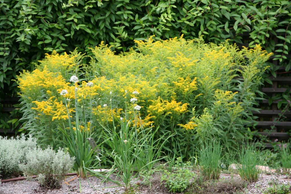 Zlatica (Solidago) je priljubljena okrasna trajnica