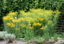 Zlatica (Solidago) je priljubljena okrasna trajnica