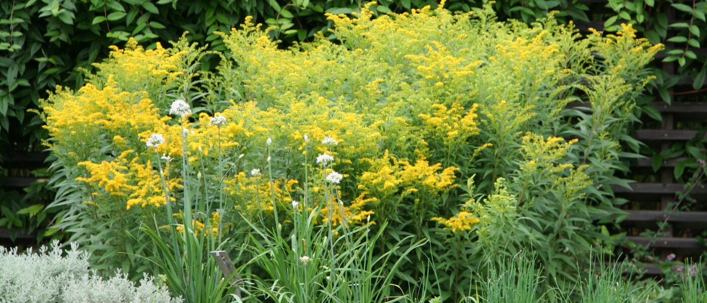 Zlatica (Solidago) je priljubljena okrasna trajnica