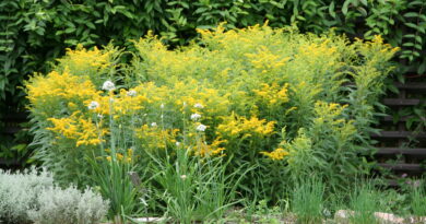 Zlatica (Solidago) je priljubljena okrasna trajnica