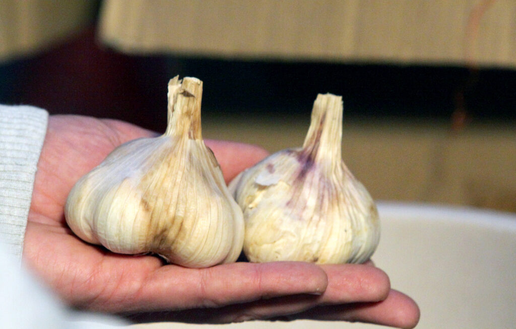 Zrel in primerno sušeni Ptujski jesenski česen.