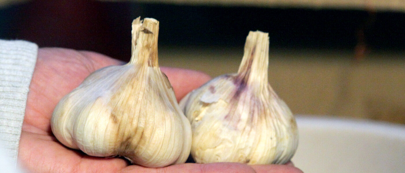 Zrel in primerno sušeni Ptujski jesenski česen.