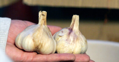 Zrel in primerno sušeni Ptujski jesenski česen.