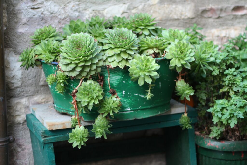 elena kovinska posoda, zasajena s sukulentami – netreski (Sempervivum)