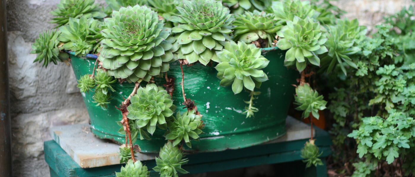 elena kovinska posoda, zasajena s sukulentami – netreski (Sempervivum)