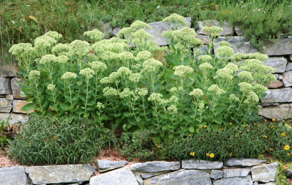 Homulice posajene v večji skupini ob kamniti škarpi