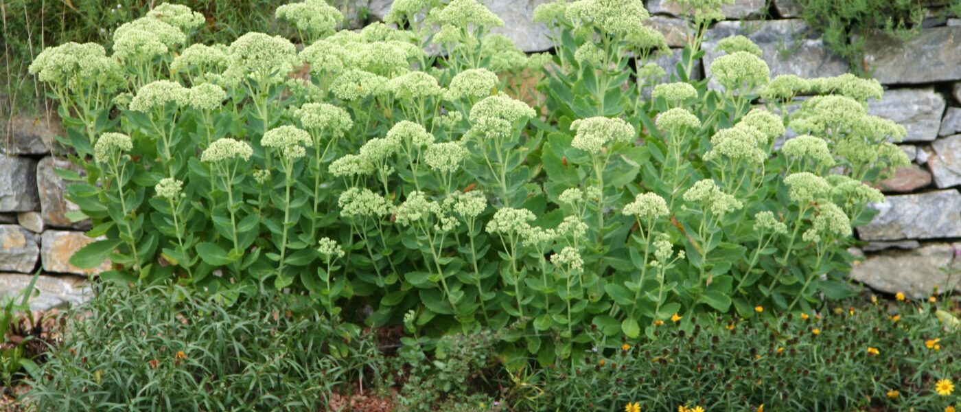 Homulice posajene v večji skupini ob kamniti škarpi