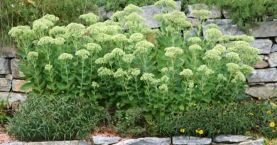 Homulice posajene v večji skupini ob kamniti škarpi
