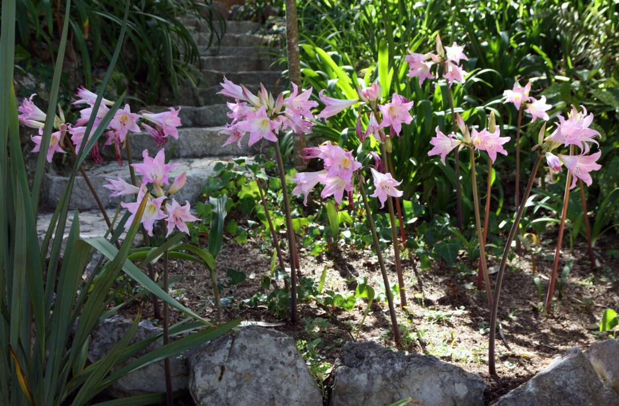 Amaryllis belladonna je elegantna okrasna čebulnica z rožnatimi cvetovi