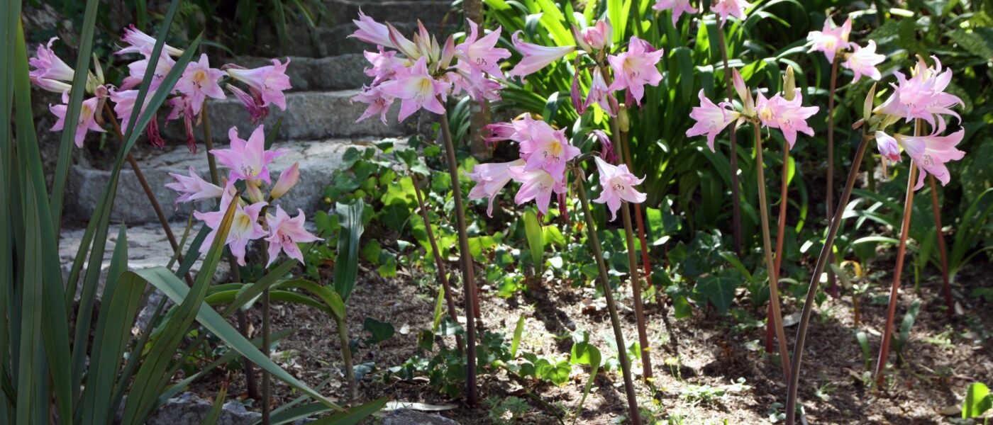 Amaryllis belladonna je elegantna okrasna čebulnica z rožnatimi cvetovi