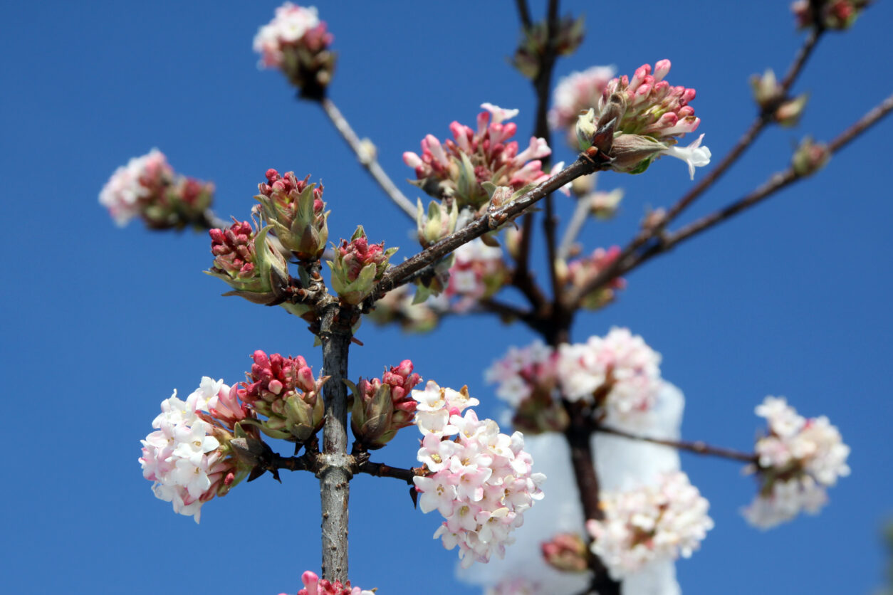 Brogovita (Viburnum bodnantense) cveti v zimskem času