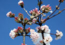 Brogovita (Viburnum bodnantense) cveti v zimskem času