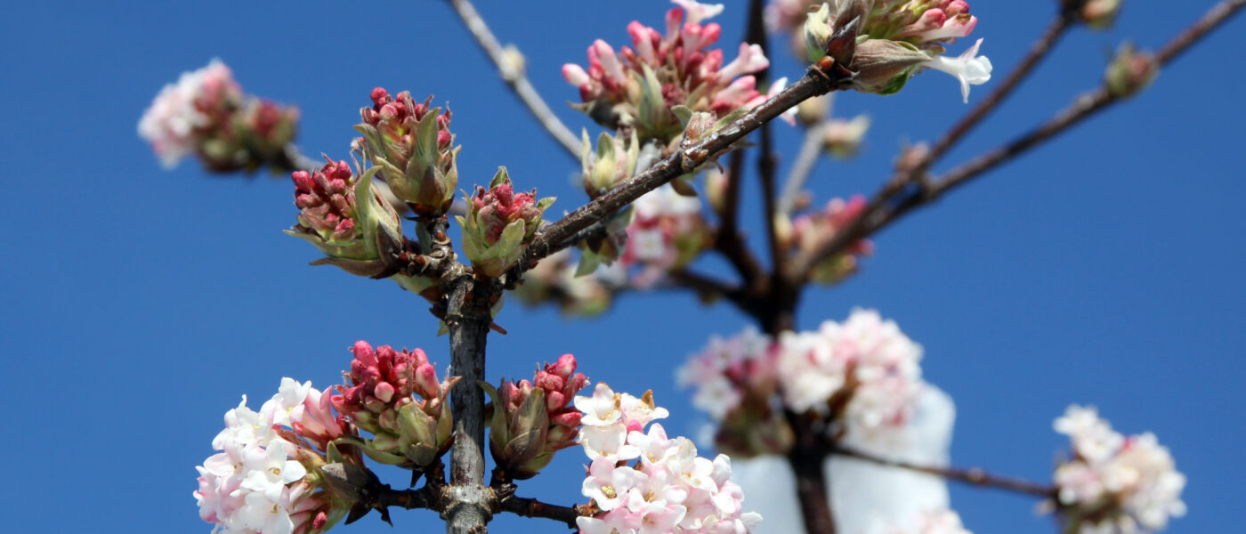 Brogovita (Viburnum bodnantense) cveti v zimskem času