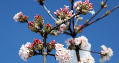 Brogovita (Viburnum bodnantense) cveti v zimskem času