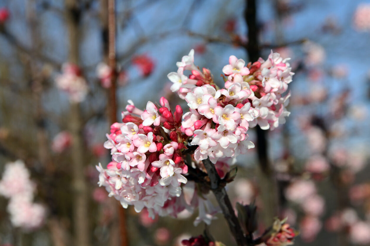 Brogovita (Viburnum bodnantense) v polnem cvetenju zgodaj spomladi