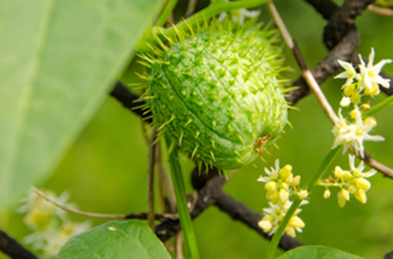 Čajota ali bodičasta bučka ob opori vrtne ograje