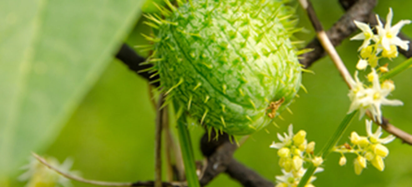 Čajota ali bodičasta bučka ob opori vrtne ograje