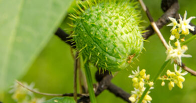 Čajota ali bodičasta bučka ob opori vrtne ograje