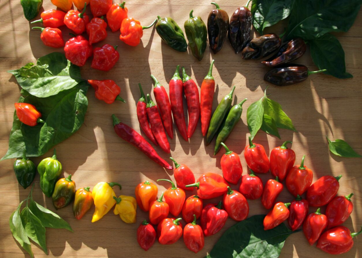 Čiliji potrebujejo dolgo rastno sezono