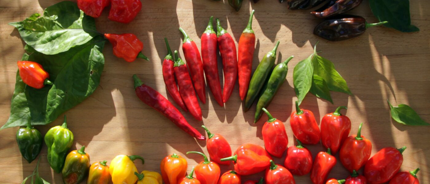 Čiliji potrebujejo dolgo rastno sezono