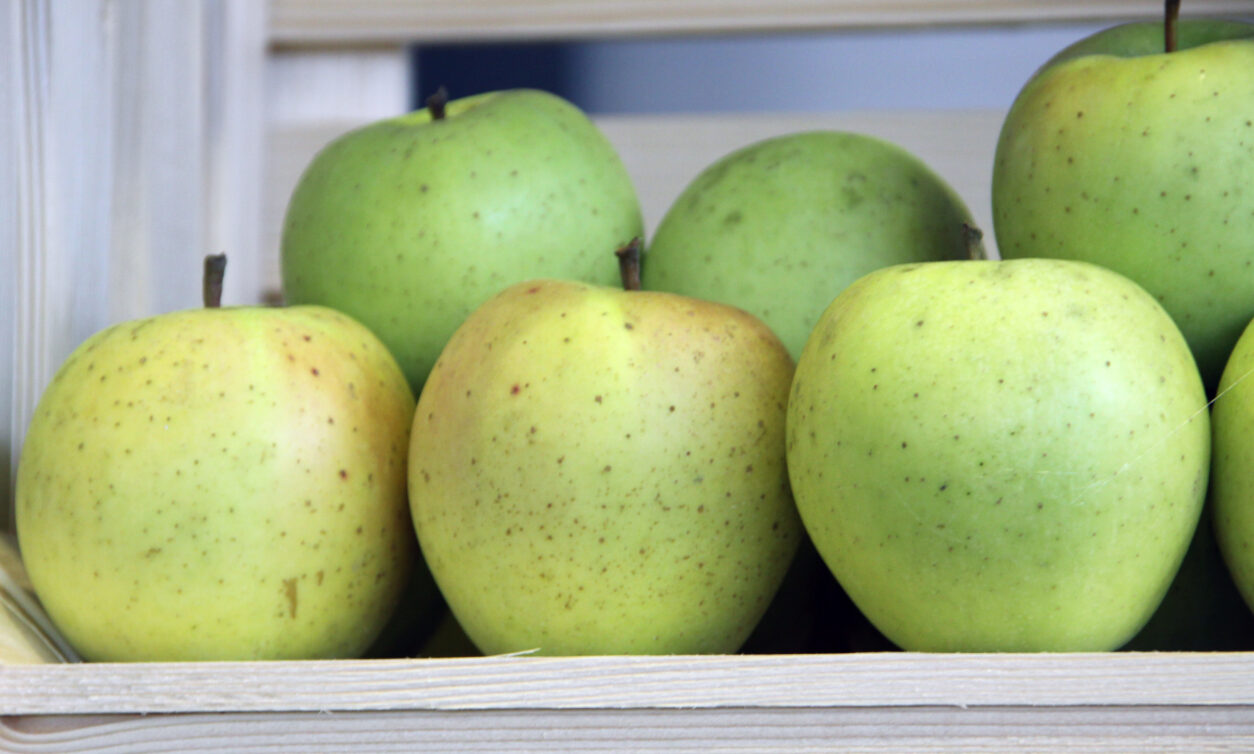 Coop 38 (Goldrush) (Zlati Delišec X Coop 17)