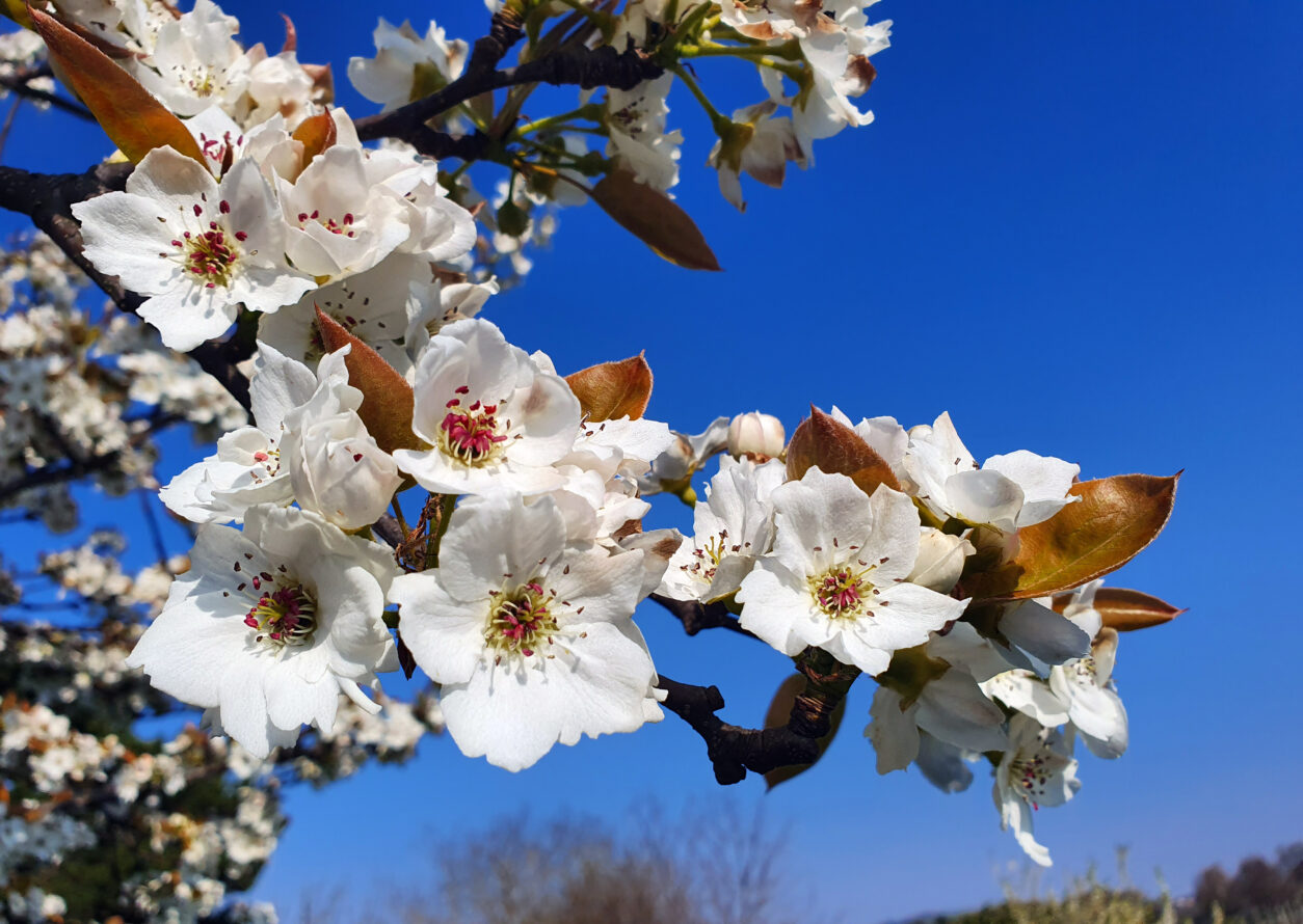 Cvetovi hruške nashi v aprilu