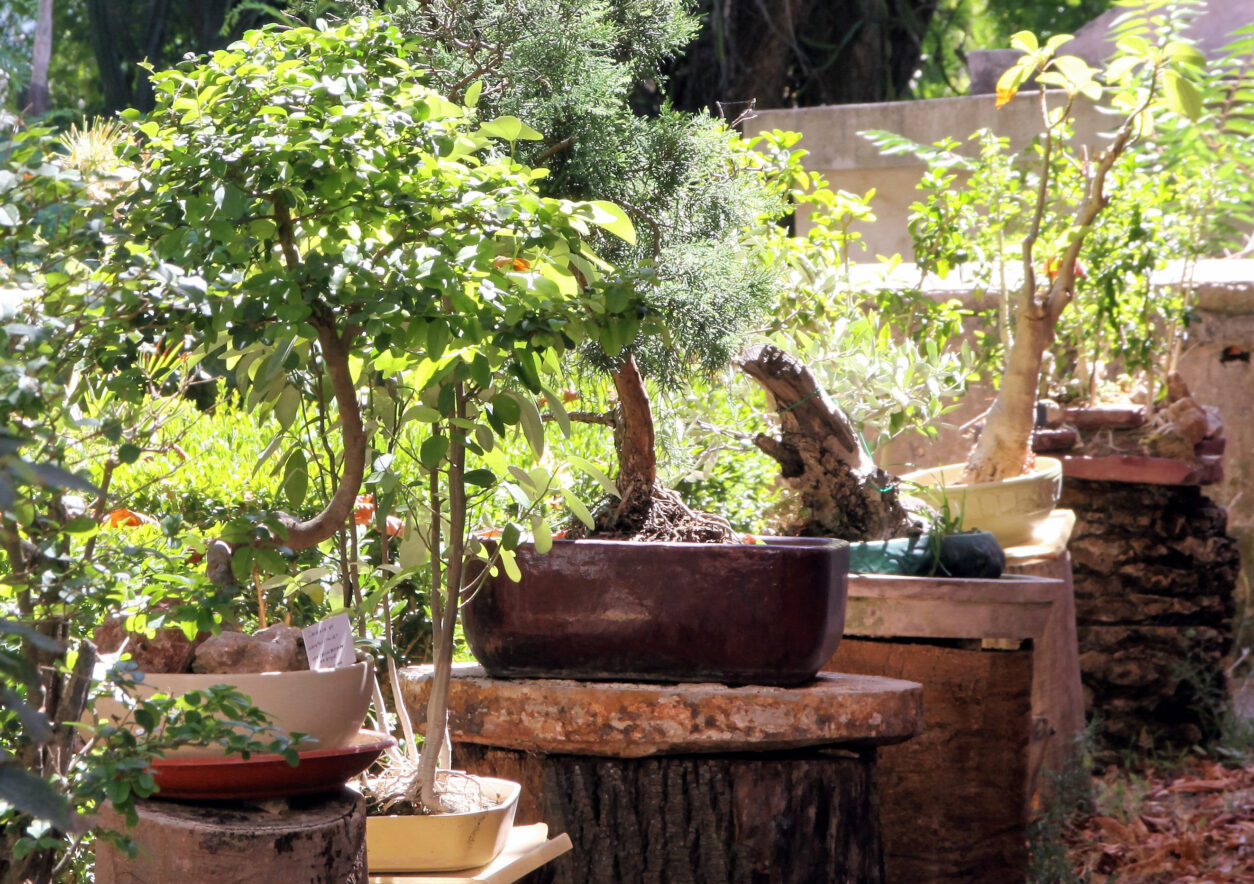 Domača zbirka ljubiteljskih bonsajev