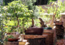 Domača zbirka ljubiteljskih bonsajev