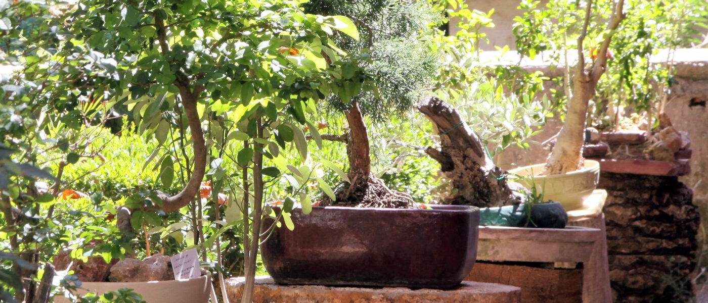 Domača zbirka ljubiteljskih bonsajev