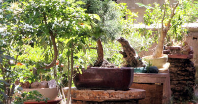 Domača zbirka ljubiteljskih bonsajev