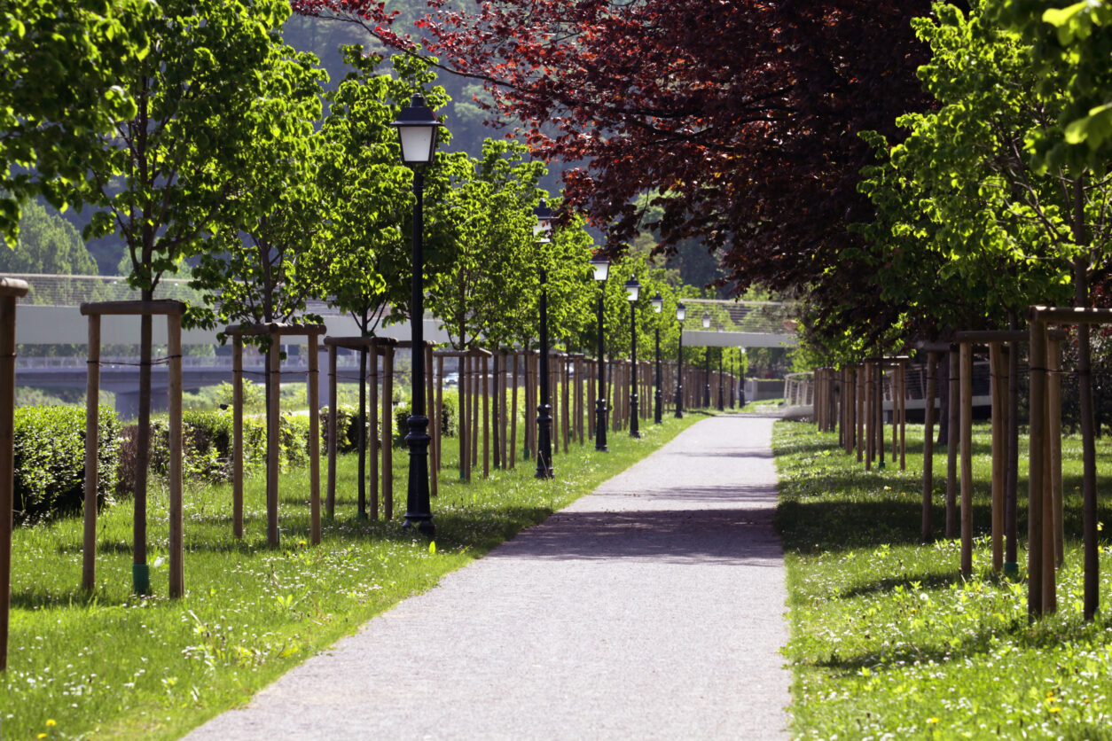 Drevored mladih lip in javorjev