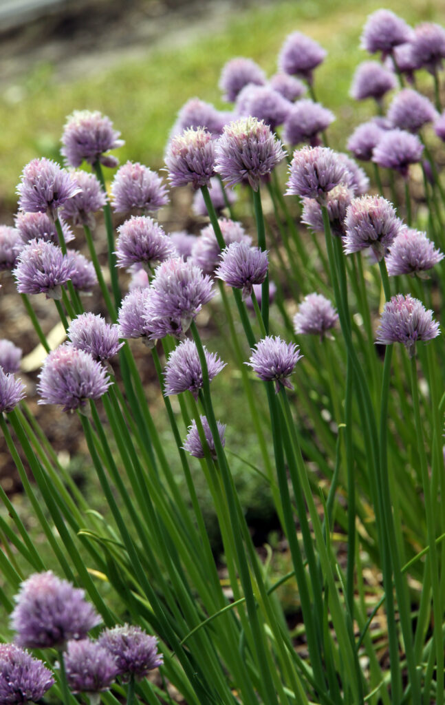 Drobnjak (Allium schoenoprasum)